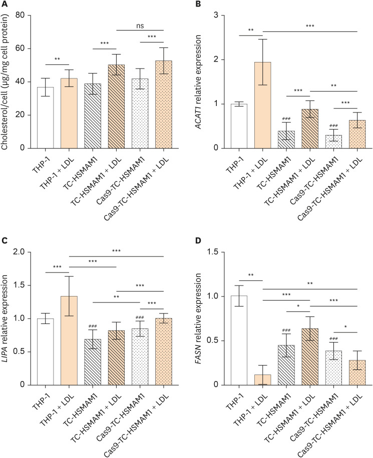Mitochondrial Genome Editing: Exploring the Possible Relationship of the Atherosclerosis-Associated Mutation m.15059G>A With Defective Mitophagy.