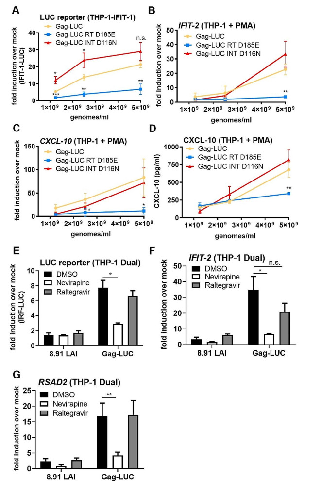 HIV-1 with gag processing defects activates cGAS sensing.