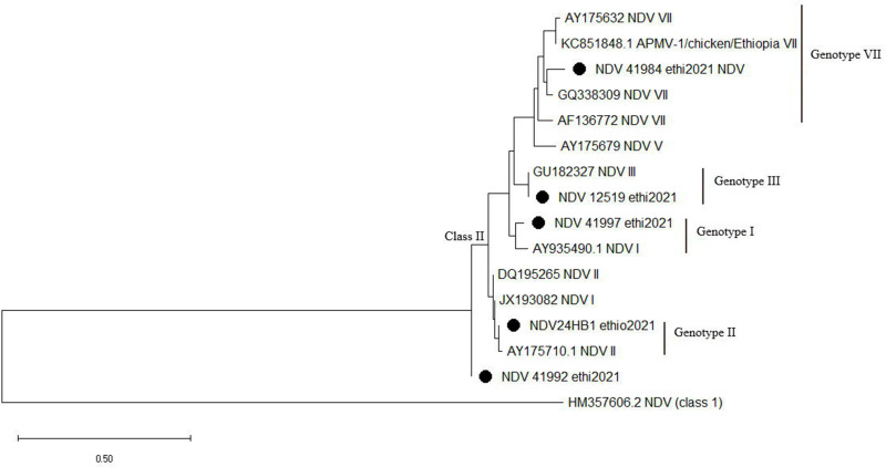 Molecular Detection and Characterization of Newcastle Disease Virus from Chickens in Mid-Rift Valley and Central Part of Ethiopia.