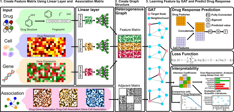drGT: Attention-Guided Gene Assessment of Drug Response Utilizing a Drug-Cell-Gene Heterogeneous Network.