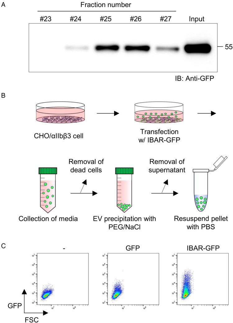 Producing highly effective extracellular vesicles using IBAR and talin F3 domain fusion.