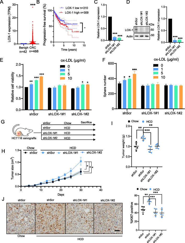 Hypoxia-induced NOS1 as a therapeutic target in hypercholesterolemia-related colorectal cancer.
