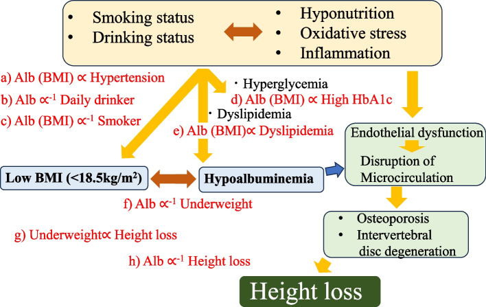 Association between underweight, serum albumin levels, and height loss in the Japanese male population: a retrospective study.