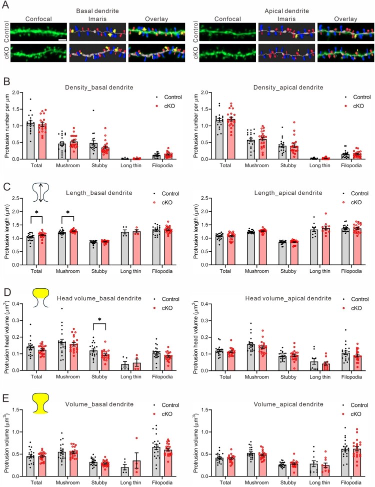 Cell-autonomous reduction of CYFIP2 changes dendrite length, dendritic protrusion morphology, and inhibitory synapse density in the hippocampal CA1 pyramidal neurons of 17-month-old mice.