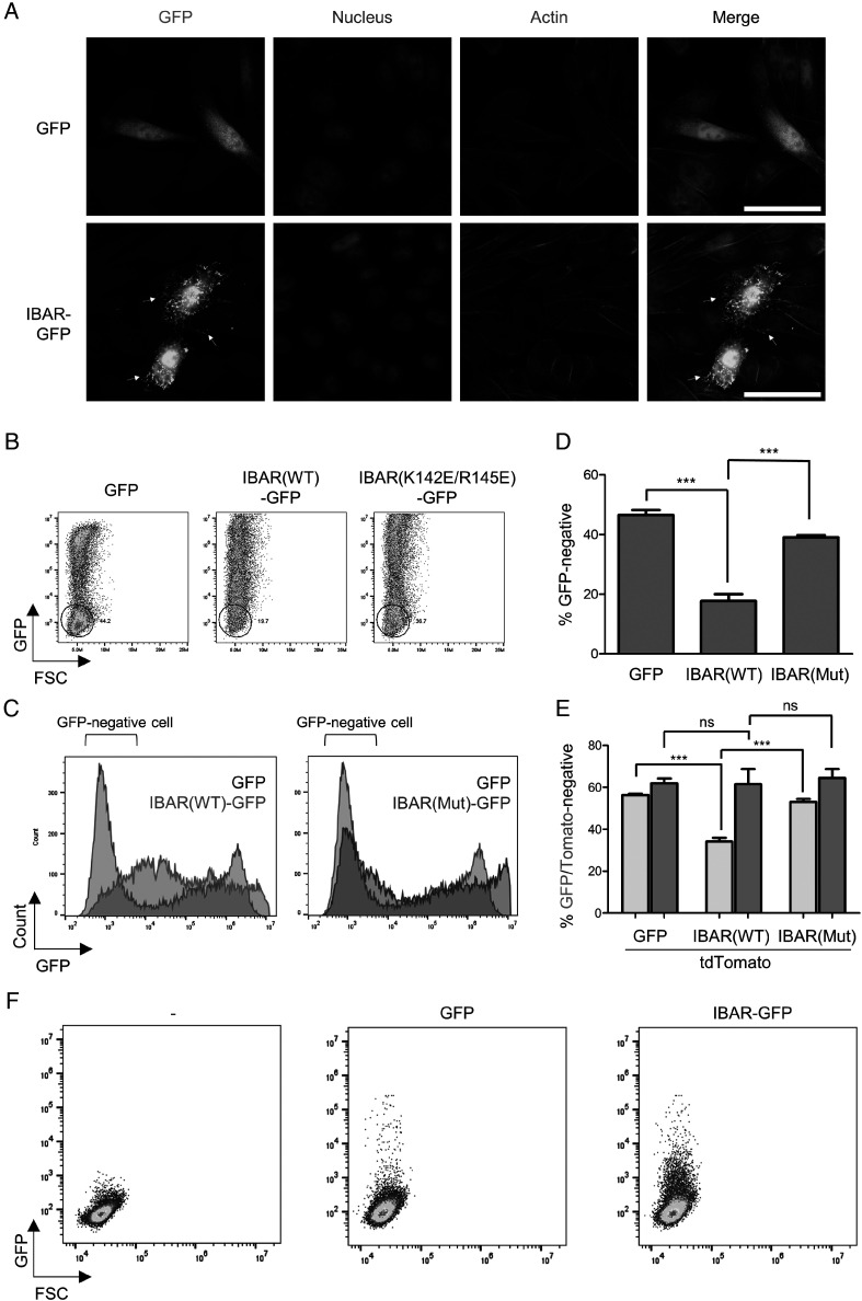 Producing highly effective extracellular vesicles using IBAR and talin F3 domain fusion.