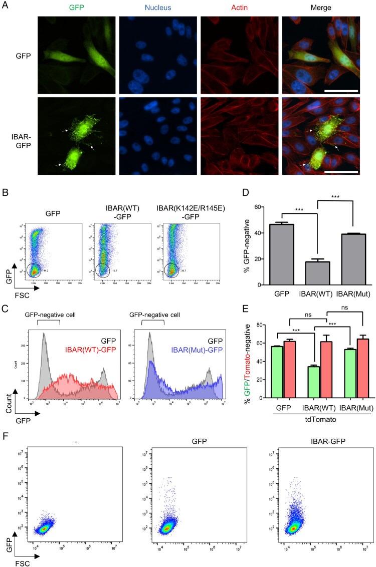 Producing highly effective extracellular vesicles using IBAR and talin F3 domain fusion.