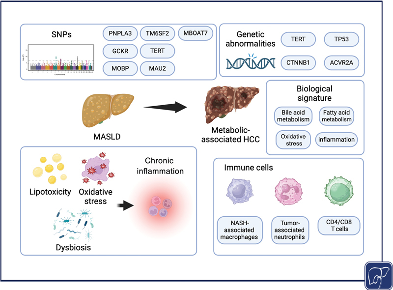Molecular Genealogy of Metabolic-associated Hepatocellular Carcinoma.