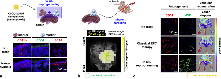 In situ Reprogramming as a Pro-Angiogenic Inducer to Rescue Ischemic Tissues.