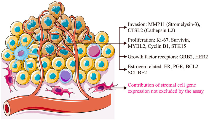 Association Between Ki-67 Proliferative Index and Oncotype-Dx Recurrence Score in Hormone Receptor-Positive, HER2-Negative Early Breast Cancers. A Systematic Review of the Literature.