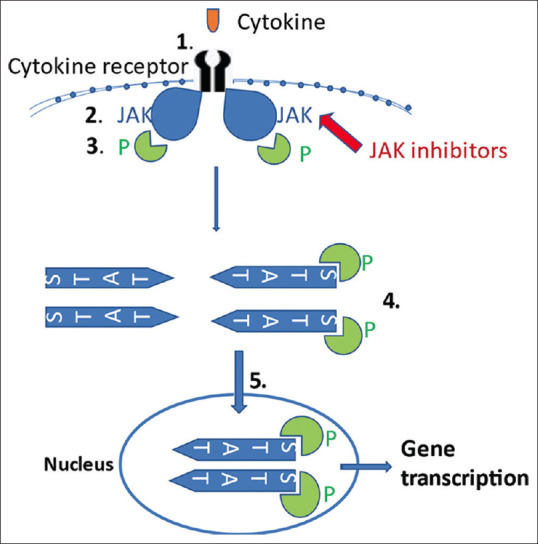 Small Molecules in the Management of Psoriasis and Psoriatic Arthritis.