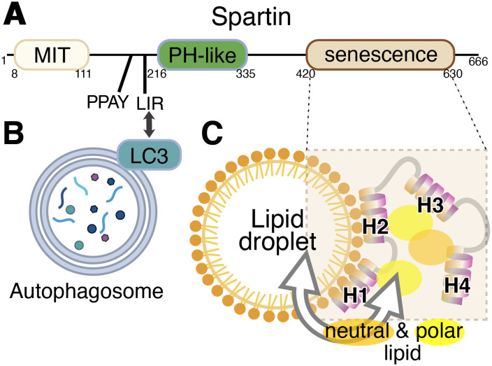 Spartin is a Lipid Transfer Protein That Facilitates Lipid Droplet Turnover.