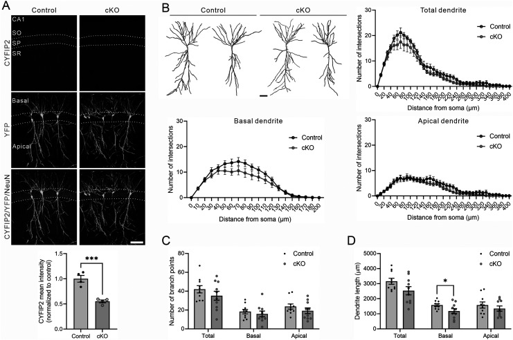 Cell-autonomous reduction of CYFIP2 changes dendrite length, dendritic protrusion morphology, and inhibitory synapse density in the hippocampal CA1 pyramidal neurons of 17-month-old mice.