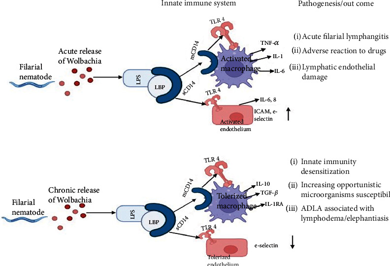 <i>Wolbachia</i> and Lymphatic Filarial Nematodes and Their Implications in the Pathogenesis of the Disease.