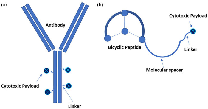 Systematic review of recent advancements in antibody-drug and bicycle toxin conjugates for the treatment of urothelial cancer.