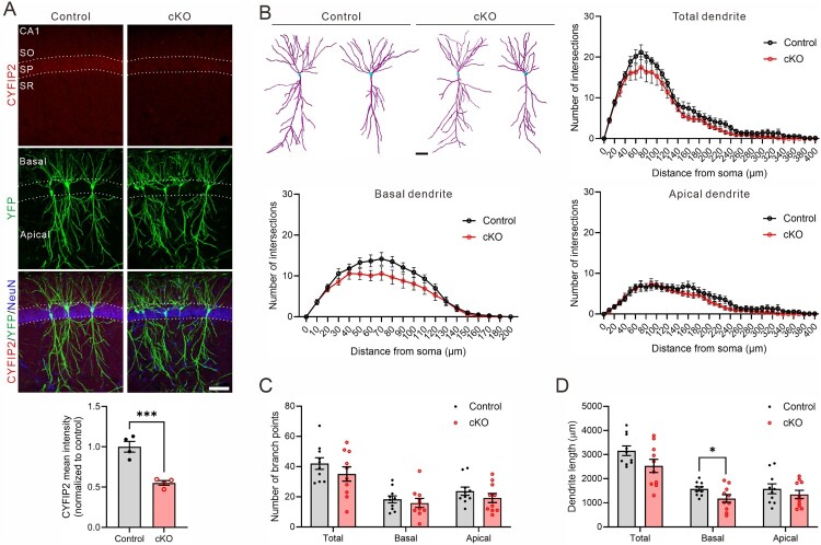 Cell-autonomous reduction of CYFIP2 changes dendrite length, dendritic protrusion morphology, and inhibitory synapse density in the hippocampal CA1 pyramidal neurons of 17-month-old mice.