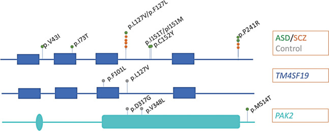 Study of the genetic association between selected 3q29 region genes and schizophrenia and autism spectrum disorder in the Japanese population.