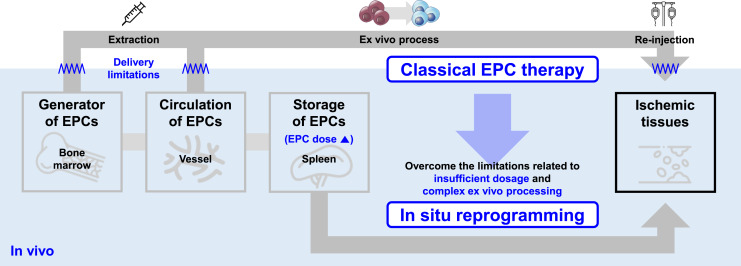 In situ Reprogramming as a Pro-Angiogenic Inducer to Rescue Ischemic Tissues.
