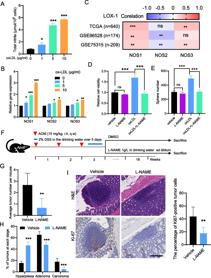 Hypoxia-induced NOS1 as a therapeutic target in hypercholesterolemia-related colorectal cancer.