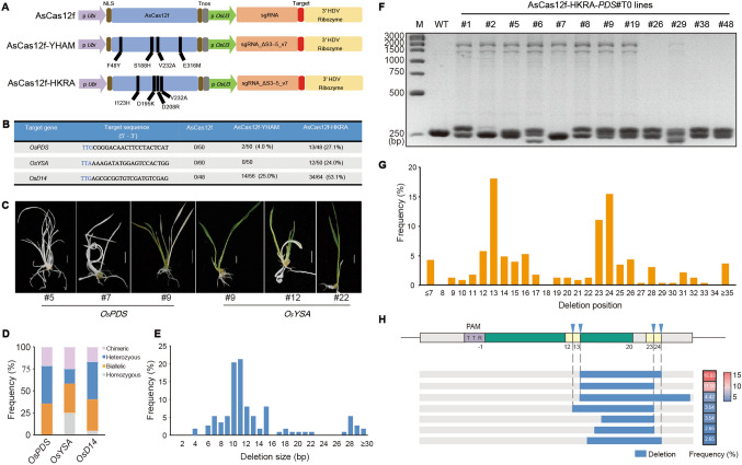Efficient genome editing in rice with miniature Cas12f variants
