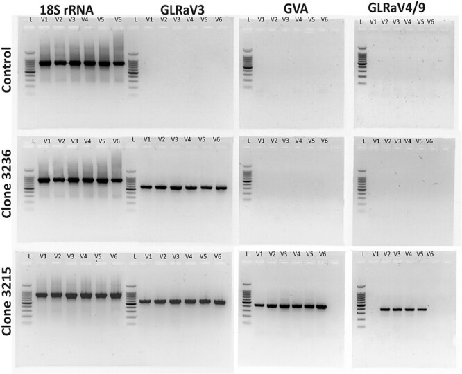 Abstract Image