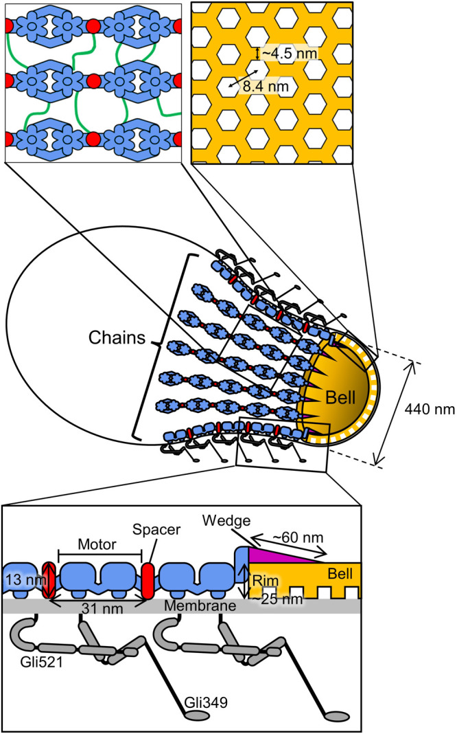 Internal structure of <i>Mycoplasma mobile</i> gliding machinery analyzed by negative staining electron tomography.