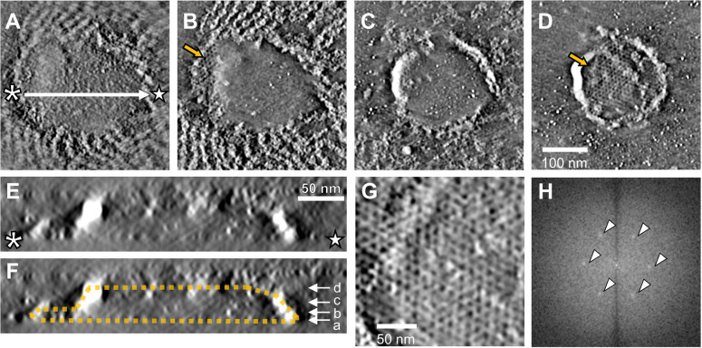 Internal structure of <i>Mycoplasma mobile</i> gliding machinery analyzed by negative staining electron tomography.