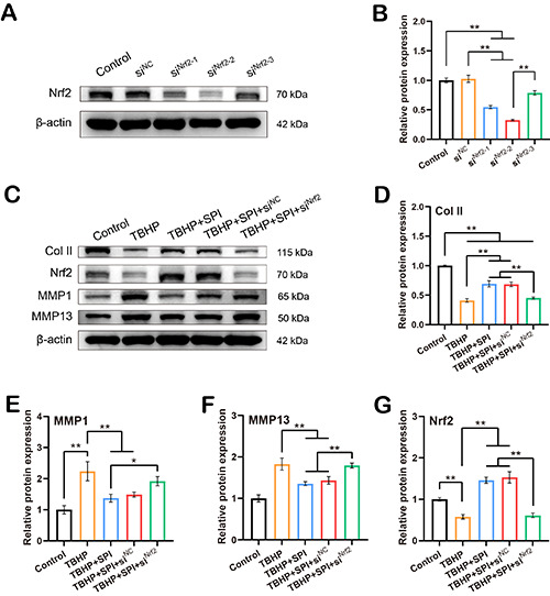 Spinosin ameliorates osteoarthritis through enhancing the Nrf2/HO-1 signaling pathway.