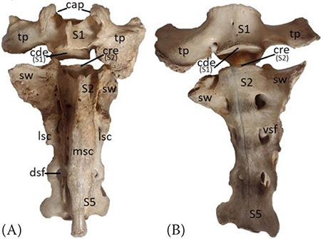 Transitional, fused and/or supernumerary vertebrae in the lumbosacrocaudal region of the spine - A reality in many domestic mammals.