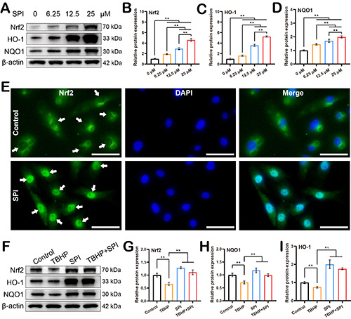 Spinosin ameliorates osteoarthritis through enhancing the Nrf2/HO-1 signaling pathway.
