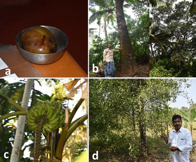 On-farm crop diversity, conservation, importance and value: a case study of landraces from Western Ghats of Karnataka, India.