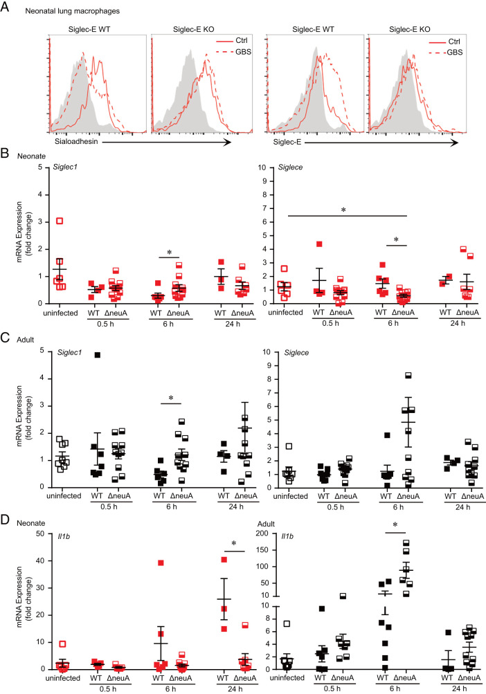 Sialic Acid-Siglec-E Interactions Regulate the Response of Neonatal Macrophages to Group B Streptococcus.