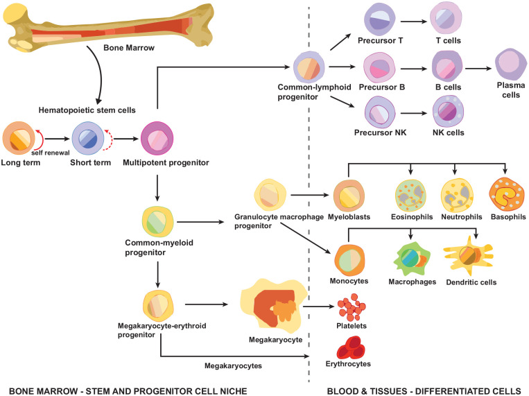 A Review of the Evidence for Tryptophan and the Kynurenine Pathway as a Regulator of Stem Cell Niches in Health and Disease.