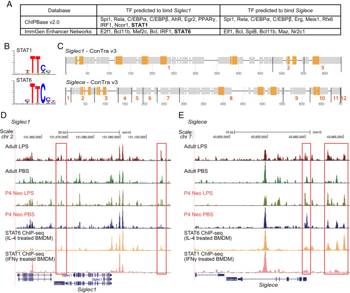Sialic Acid-Siglec-E Interactions Regulate the Response of Neonatal Macrophages to Group B Streptococcus.