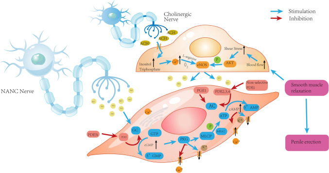 Research Advances in Stem Cell Therapy for Erectile Dysfunction.