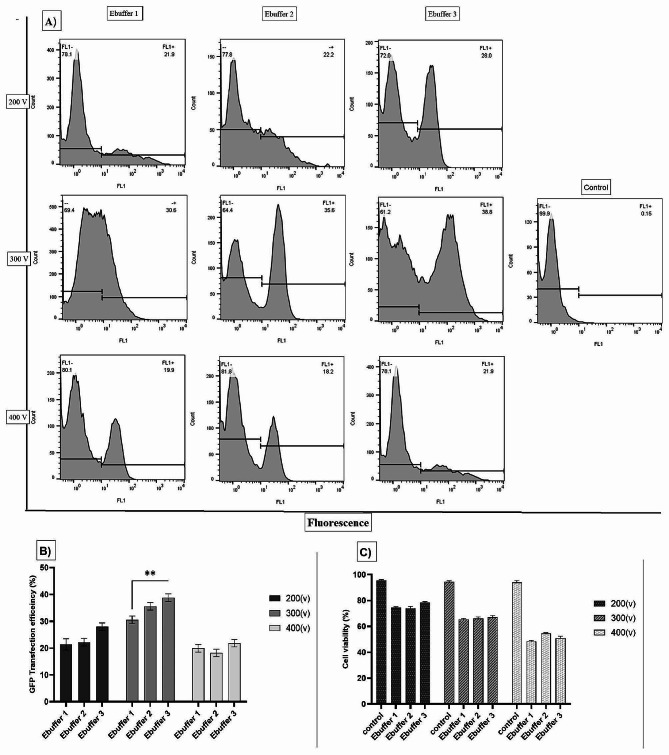 Comparing chemical transfection, electroporation, and lentiviral vector transduction to achieve optimal transfection conditions in the Vero cell line.