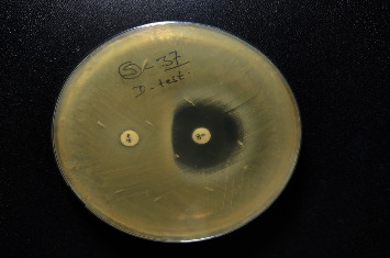 Detection of Biofilm Production and Antibiotic Susceptibility Pattern among Clinically Isolated <i>Staphylococcus aureus</i>.