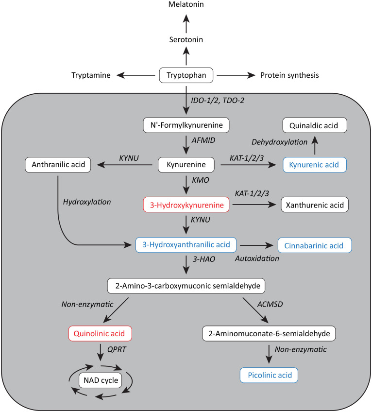 A Review of the Evidence for Tryptophan and the Kynurenine Pathway as a Regulator of Stem Cell Niches in Health and Disease.