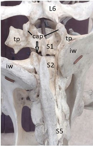 Transitional, fused and/or supernumerary vertebrae in the lumbosacrocaudal region of the spine - A reality in many domestic mammals.