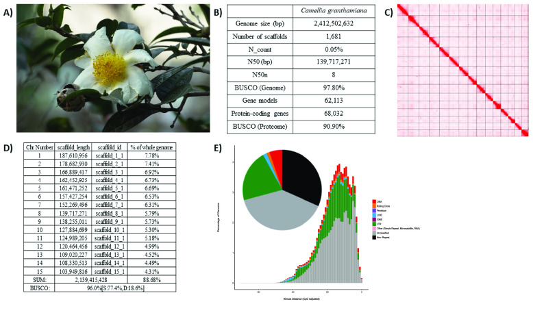 Genome assembly of the rare and endangered Grantham's camellia, <i>Camellia granthamiana</i>.