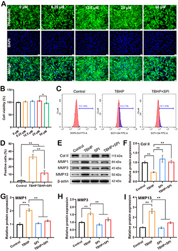 Spinosin ameliorates osteoarthritis through enhancing the Nrf2/HO-1 signaling pathway.