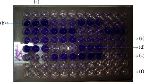 Detection of Biofilm Production and Antibiotic Susceptibility Pattern among Clinically Isolated <i>Staphylococcus aureus</i>.