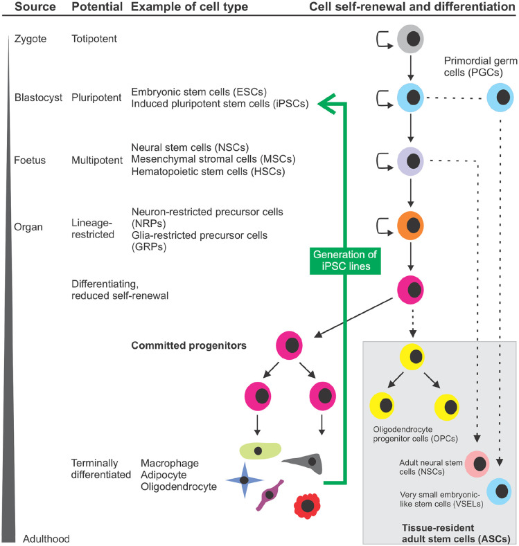 A Review of the Evidence for Tryptophan and the Kynurenine Pathway as a Regulator of Stem Cell Niches in Health and Disease.