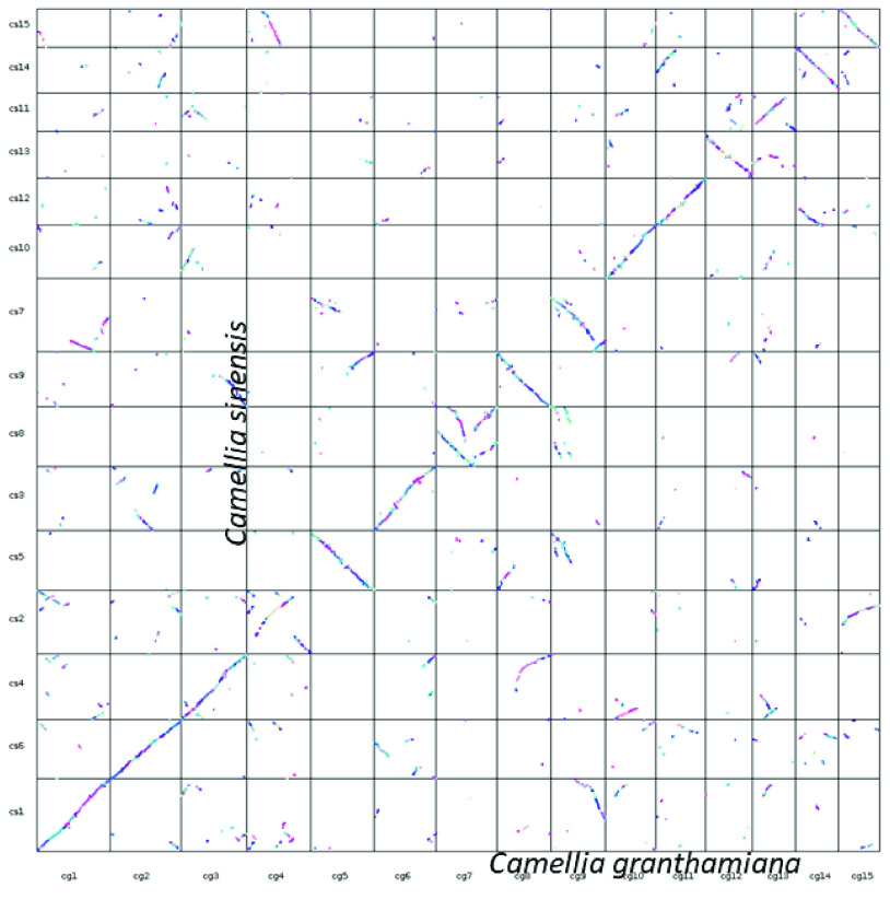 Genome assembly of the rare and endangered Grantham's camellia, <i>Camellia granthamiana</i>.