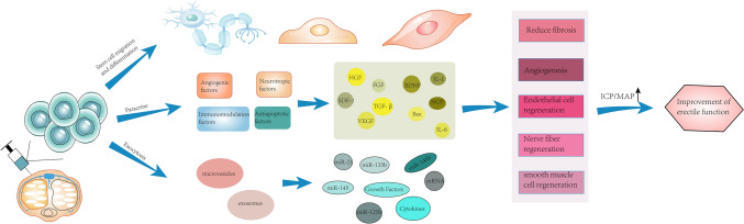 Research Advances in Stem Cell Therapy for Erectile Dysfunction.