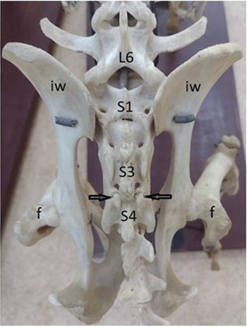 Transitional, fused and/or supernumerary vertebrae in the lumbosacrocaudal region of the spine - A reality in many domestic mammals.