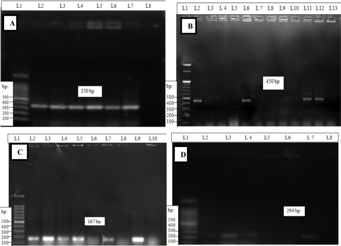 Detection and antibiogram profile of diarrheagenic Escherichia coli isolated from two abattoir settings in northwest Ethiopia: a one health perspective.