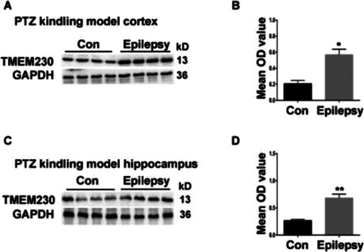 Transmembrane protein modulates seizure in epilepsy: evidence from temporal lobe epilepsy patients and mouse models.