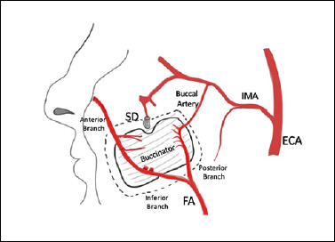 Systematic review of minimally-invasive reconstructive options for oral cavity defects.