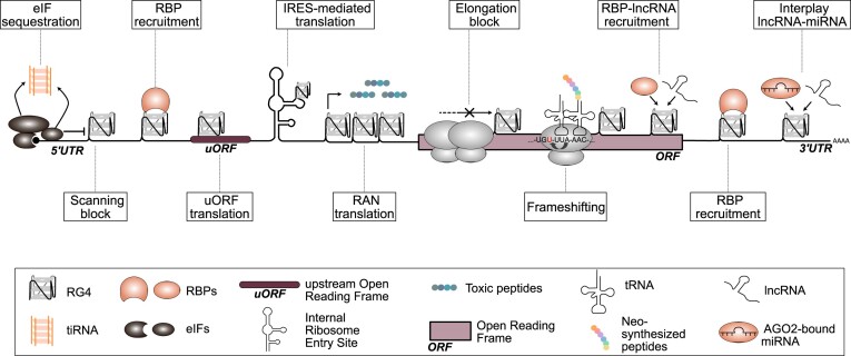 The shaping of mRNA translation plasticity by RNA G-quadruplexes in cancer progression and therapy resistance.