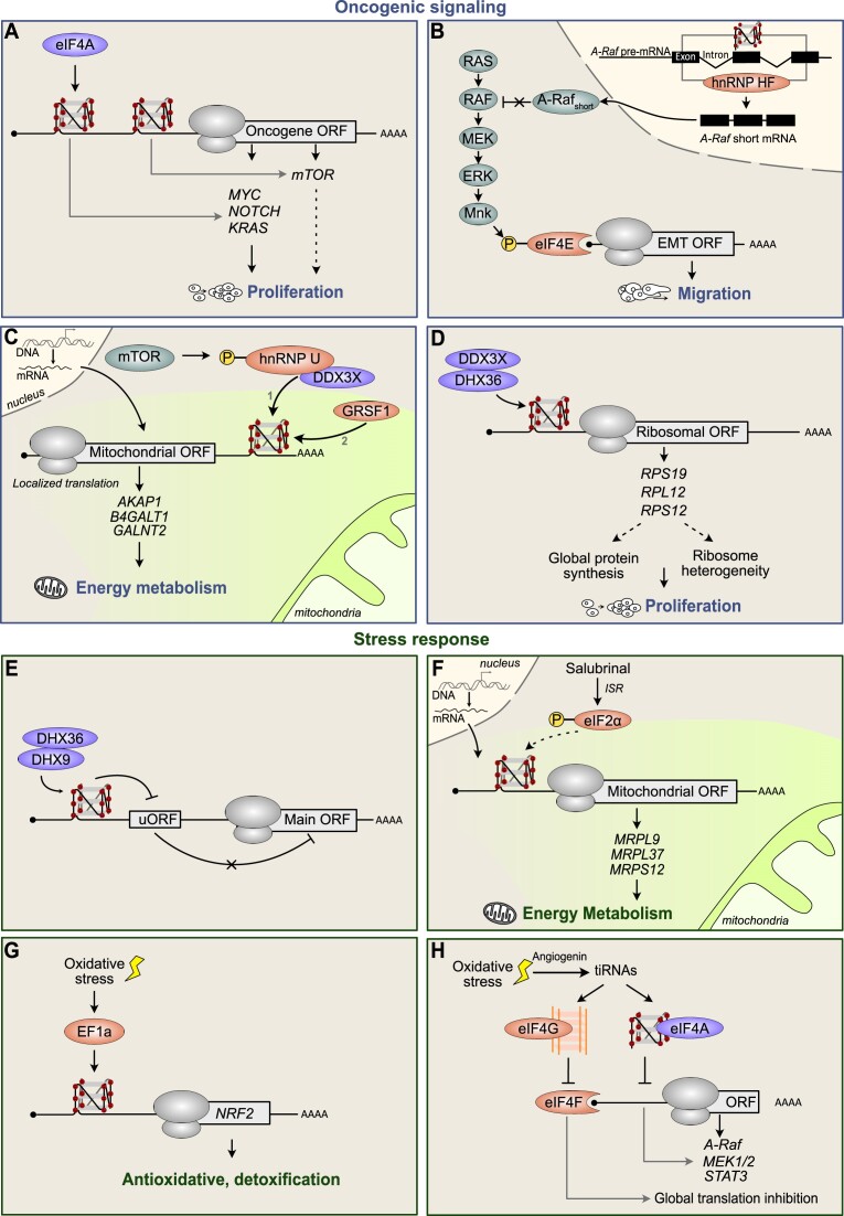 The shaping of mRNA translation plasticity by RNA G-quadruplexes in cancer progression and therapy resistance.